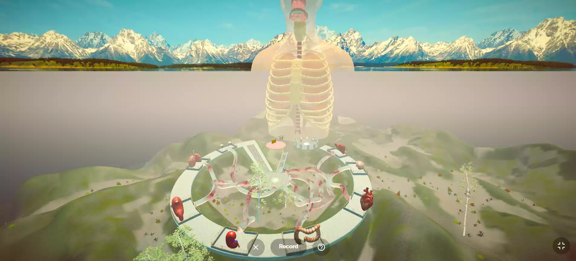 Respiratory System